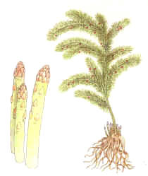 ESPARRAGO (asparagusofficinalis) - HIPERnatural.COM