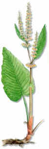 ESPINACASINAROMA (romazarumexpatientia) - HIPERnatural.COM