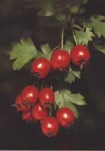 ESPINOBLANCO (crataegusoxyacantha) - HIPERnatural.COM