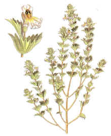 EUFRASIA () - HIPERnatural.COM
