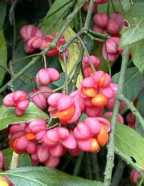 EVNIMO () - HIPERnatural.COM