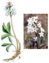 FEBRINO (trboldeaguamenyathestrifoliata) - HIPERnatural.COM