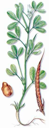 FENOGRECO (alholvatrigonellafoenum-graecum) - HIPERnatural.COM