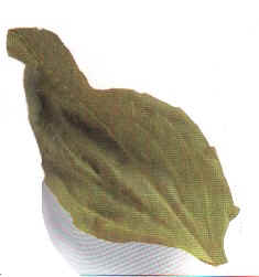 FOTI (polygonummultiflorum) - HIPERnatural.COM