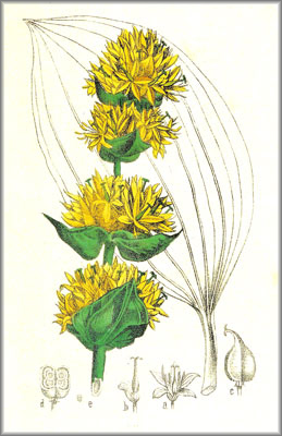 GENCIANA () - HIPERnatural.COM