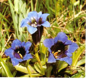 GENCIANADEKOCH (gentianakochiana) - HIPERnatural.COM