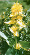 GENCIANAMAYOR (gencianagentianalutea) - HIPERnatural.COM