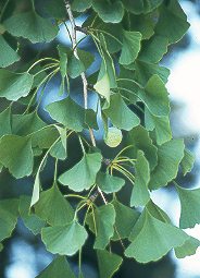 GINKGO () - HIPERnatural.COM