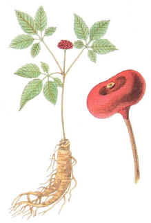 GINSENG () - HIPERnatural.COM
