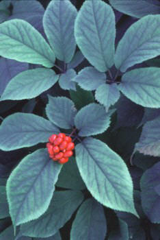 GINGSENGAMERICANO (panaxquinquefolius) - HIPERnatural.COM
