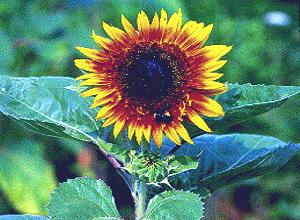 GIRASOL () - HIPERnatural.COM