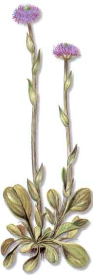 GlobuleMAIRE (globulariavulgaris) - HIPERnatural.COM