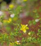 GOBERNADORA (larreatridentata) - HIPERnatural.COM