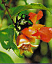 GRENADE (punicagranatum) - HIPERnatural.COM