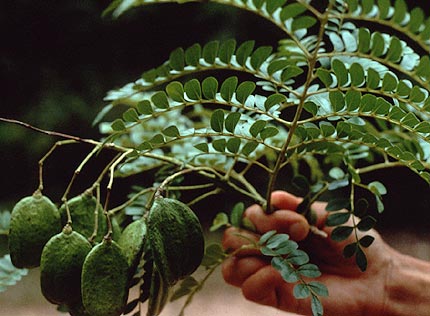 GUALANDAY (jacarandacoeruleal.) - HIPERnatural.COM