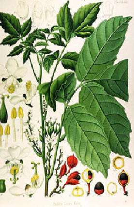 GUARAN () - HIPERnatural.COM