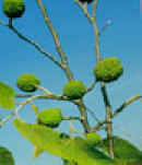 GUASIMO (guazumaulmifolia) - HIPERnatural.COM