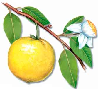 GUAYABA (psidiumguajava) - HIPERnatural.COM