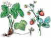 Guindon (fresalfragariavesca) - HIPERnatural.COM