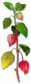 HALCABALO (alquequenjephysalisalkekengi) - HIPERnatural.COM