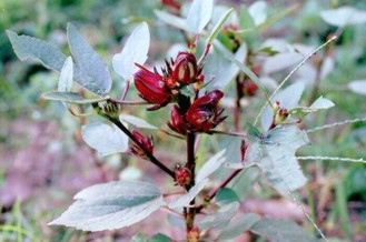 HIBISCUS (hibiscussabdariffa) - HIPERnatural.COM