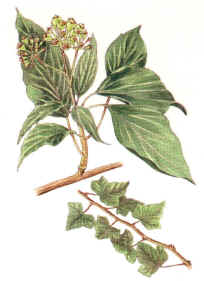 HIEDRA () - HIPERnatural.COM