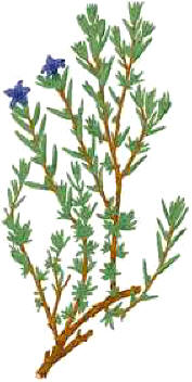 HIERBA7SANGRIAS (lithodorafruticosa) - HIPERnatural.COM