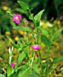 HIERBACANCER (cupheaaequipetala) - HIPERnatural.COM