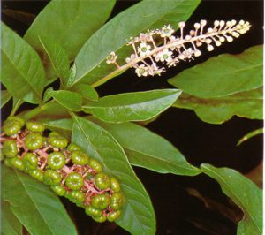 HIERBACARMIN (phytolaccadecandra) - HIPERnatural.COM