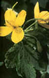 HIERBADELASVERRUGAS (celidoniachelidoniummajus) - HIPERnatural.COM