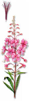HIERBADESANANTONIO (epilobioepilobiumangustifolium) - HIPERnatural.COM