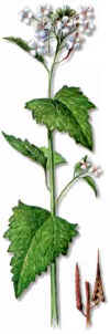 HIERBADELAJO (aliariaalliariaofficinalis) - HIPERnatural.COM