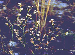 HIERBAESQUINANCIA (asperulacynanchica) - HIPERnatural.COM