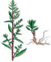 HERBHedionda (pazotechenopodiumambrosioides) - HIPERnatural.COM