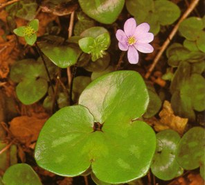 HIERBAHEPTICA (anemonehepatica) - HIPERnatural.COM