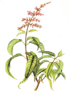HIERBALUISA (lippiatriphyllakuntze) - HIPERnatural.COM
