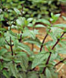 SanJosherbe (verbenacarolina) - HIPERnatural.COM