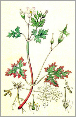 HIERBASANROBERTO (geraniumrobertianum) - HIPERnatural.COM