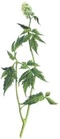 HIERBASANCRISTOBAL (actaeaspicata) - HIPERnatural.COM