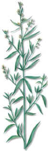 HIERBAVINAGRERA (estragnartemisiadracunculus) - HIPERnatural.COM