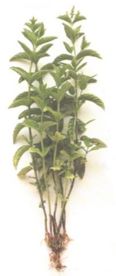 HIERBABUENA (menthaxverticillata-menthaxpiperita) - HIPERnatural.COM