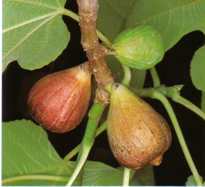 HIGO (ficuscarica) - HIPERnatural.COM