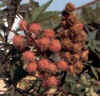 HIGUERADELDIABLO (ricinoricinuscommunis) - HIPERnatural.COM