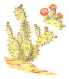 HOJASANTA(ZOAPATLE) (piperauritum) - HIPERnatural.COM