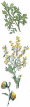 INCIENSODEANDALUCA (ajenjoartemisiaabsinthium) - HIPERnatural.COM