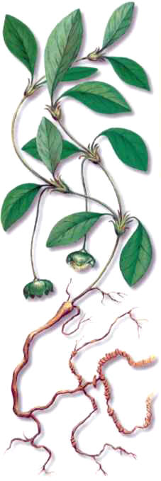 IPECACUANA () - HIPERnatural.COM