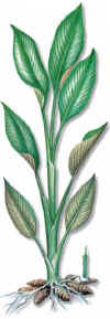 JENGIBRILLO (crcumacurcumalonga) - HIPERnatural.COM