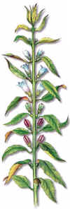 JIJIR (ssamosesamumindicuml.) - HIPERnatural.COM