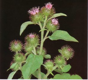 LAMPAZOMAYOR (arctiummajus) - HIPERnatural.COM
