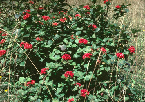 LANTANA () - HIPERnatural.COM